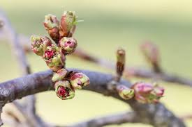 Attēlu rezultāti vaicājumam “Crataegus laevigata bud”