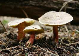 Attēlu rezultāti vaicājumam “Xerocomus chrysenteron”