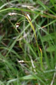 Attēlu rezultāti vaicājumam “Carex capillaris”