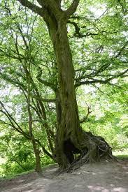 Attēlu rezultāti vaicājumam “Carpinus betulus”