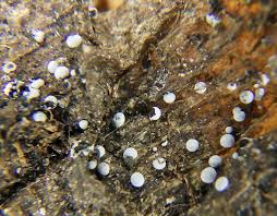 Attēlu rezultāti vaicājumam “Didymium annulisporum macro”