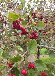 Attēlu rezultāti vaicājumam “Crataegus macracantha fruit”