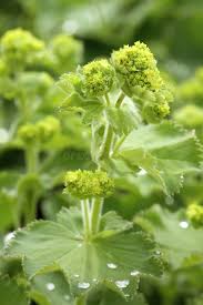 Image result for Alchemilla vulgaris
