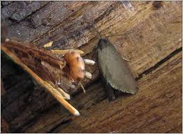 Attēlu rezultāti vaicājumam “Psyche casta larva”