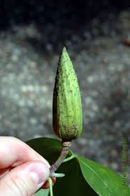 Attēlu rezultāti vaicājumam “Liriodendron tulipifera fruit”