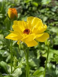 Attēlu rezultāti vaicājumam “Ranunculus elatior flower”