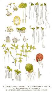 Attēlu rezultāti vaicājumam “Lemna gibba”