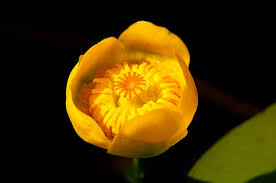 Attēlu rezultāti vaicājumam “Nuphar lutea flower”