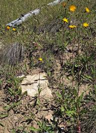 Attēlu rezultāti vaicājumam “Sonchus arvensis subsp. uliginosus flower”