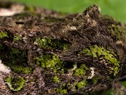 Attēlu rezultāti vaicājumam “Trachea atriplicis”