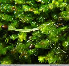 Attēlu rezultāti vaicājumam “Diplophyllum albicans”