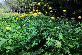 Image result for Trollblume