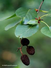 Attēlu rezultāti vaicājumam “Alnus glutinosa”