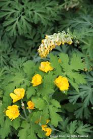 Attēlu rezultāti vaicājumam “Papaveraceae”