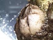 Attēlu rezultāti vaicājumam “Balanus improvisus”