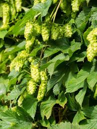 Attēlu rezultāti vaicājumam “Humulus lupulus”