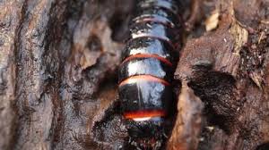 Attēlu rezultāti vaicājumam “Lygistopterus sanguineus larva”