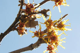 Attēlu rezultāti vaicājumam “Hamamelis vernalis bud”