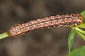 Attēlu rezultāti vaicājumam “Panolis umbra”