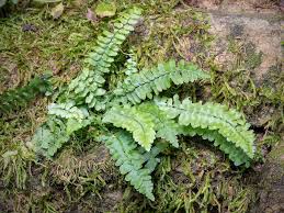 Attēlu rezultāti vaicājumam “Asplenium trichomanes”