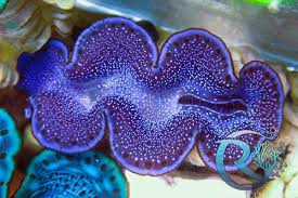 Image result for tridacna