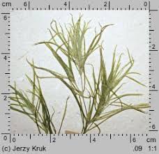 Attēlu rezultāti vaicājumam “Najas flexilis”