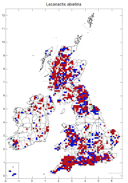 Attēlu rezultāti vaicājumam “Lecanactis abietina”