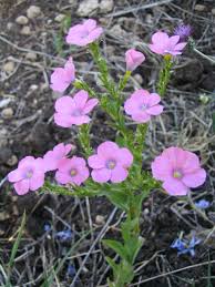 Image result for Linum usitatissimum