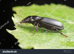 Attēlu rezultāti vaicājumam “Carabidae”