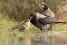 Attēlu rezultāti vaicājumam “Corvus cornix juvenile”