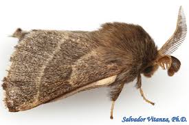 Attēlu rezultāti vaicājumam “Lasiocampidae”