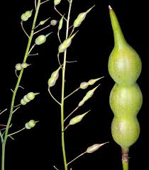 Attēlu rezultāti vaicājumam “Raphanus raphanistrum fruit”