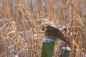 Attēlu rezultāti vaicājumam “Turdus philomelos juvenile”