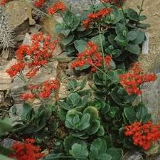 Attēlu rezultāti vaicājumam “Crassulaceae”