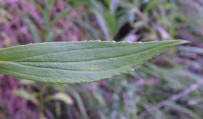 Attēlu rezultāti vaicājumam “Solidago canadensis leaf”