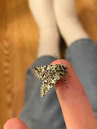 Attēlu rezultāti vaicājumam “Griposia aprilina”