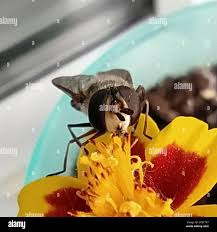 Attēlu rezultāti vaicājumam “Didea alneti”