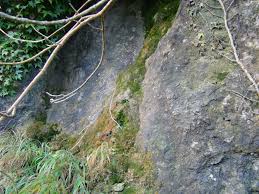 Attēlu rezultāti vaicājumam “Gymnostomum calcareum”