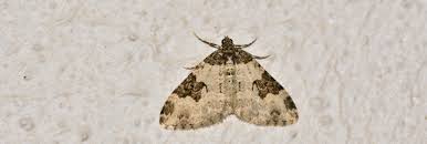 Attēlu rezultāti vaicājumam “Xanthorhoe fluctuata”