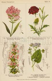 Image result for Ageratum mexicanum