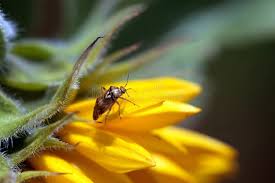 Attēlu rezultāti vaicājumam “Lygus pratensis imago”