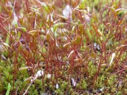 Attēlu rezultāti vaicājumam “Bryum pallescens sporophyte”