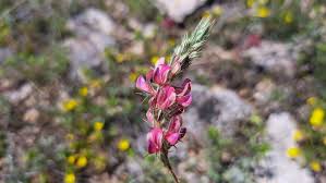 Attēlu rezultāti vaicājumam “Onobrychis arenaria fruit”