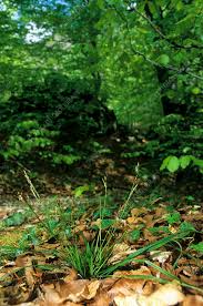 Attēlu rezultāti vaicājumam “Carex digitata leaf”