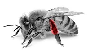 Attēlu rezultāti vaicājumam “Apis mellifera”