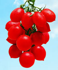 Afbeeldingsresultaat voor principe borghese tomato