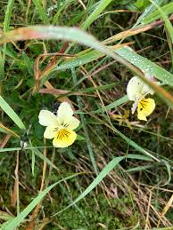 Attēlu rezultāti vaicājumam “Viola arvensis flower”