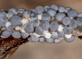 Attēlu rezultāti vaicājumam “Diderma spumarioides”