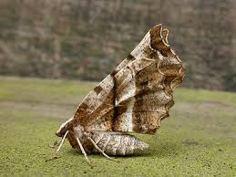 Attēlu rezultāti vaicājumam “Selenia dentaria larva”