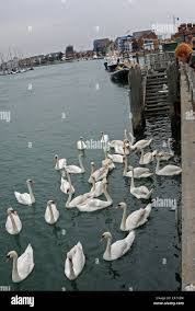 Image result for Sussex Swans